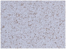 POLDECOR skysti tapetai TYP23 NR04