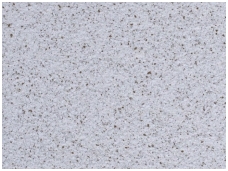POLDECOR skysti tapetai TYP25 NR04