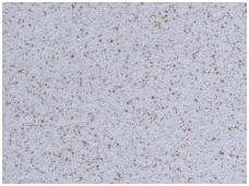 POLDECOR skysti tapetai TYP25 NR06