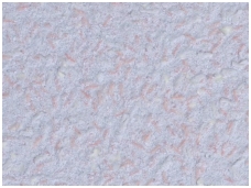 POLDECOR skysti tapetai TYP06 NR03