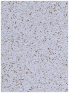 POLDECOR skysti tapetai TYP25 NR06