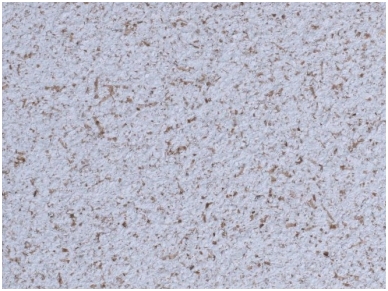 POLDECOR skysti tapetai TYP23 NR04