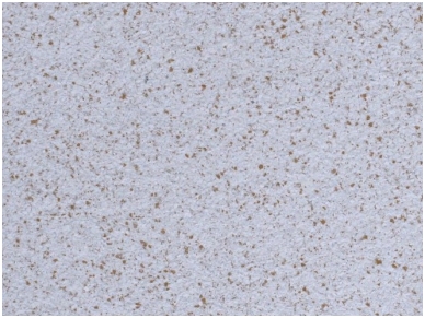 POLDECOR skysti tapetai TYP25 NR06