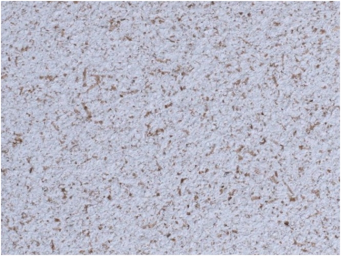 POLDECOR skysti tapetai TYP23 NR04 POLDECOR skysti tapetai TYP23 NR04
