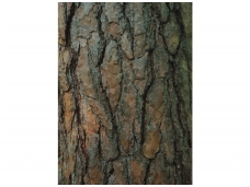 RASCH fototapetai 890655