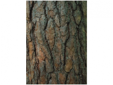 RASCH fototapetai 890655