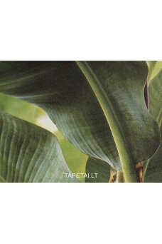 Tapetai 473407 Tapetai 473407