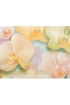 Tapetai 71421-35