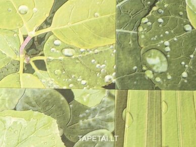 Tapetai 22804 1