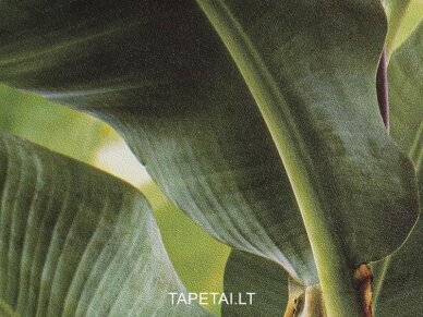 Tapetai 473407 1
