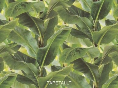 Tapetai 473407 3