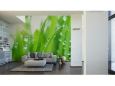 XXL2 fototapetai 470320 XL