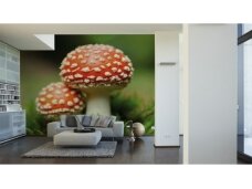 XXL2 fototapetai 470321 XXL XXL2 fototapetai 470321 XXL