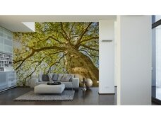 XXL2 fototapetai 470382 XL