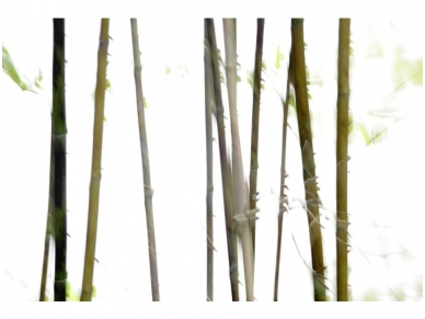 XXL1 fototapetai 036270 L