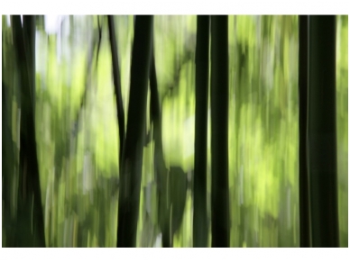 XXL1 fototapetai 036280 XXL