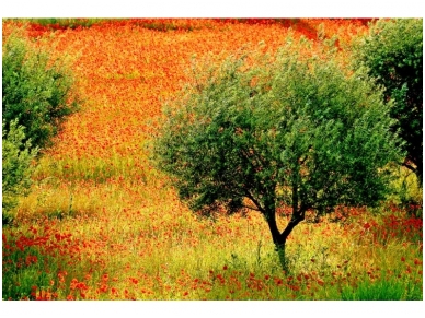 XXL1 fototapetai 036530 XL