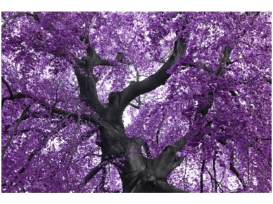 XXL1 fototapetai 036590 XL