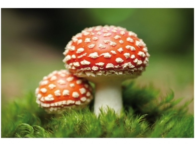 XXL2 fototapetai 470321 XXL