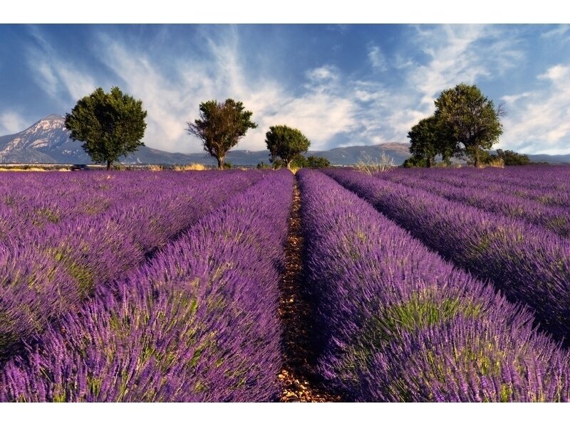 XXL2 fototapetai 470298 M