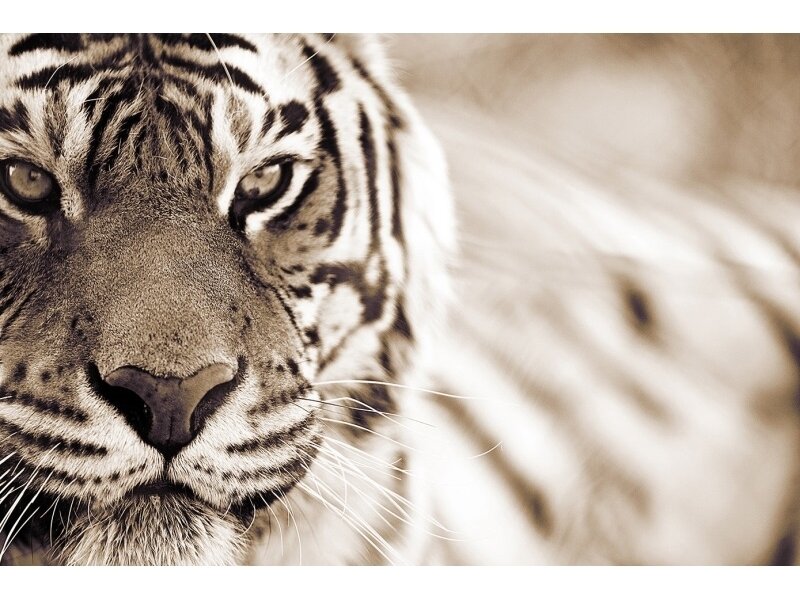 XXL2 fototapetai 470316 L