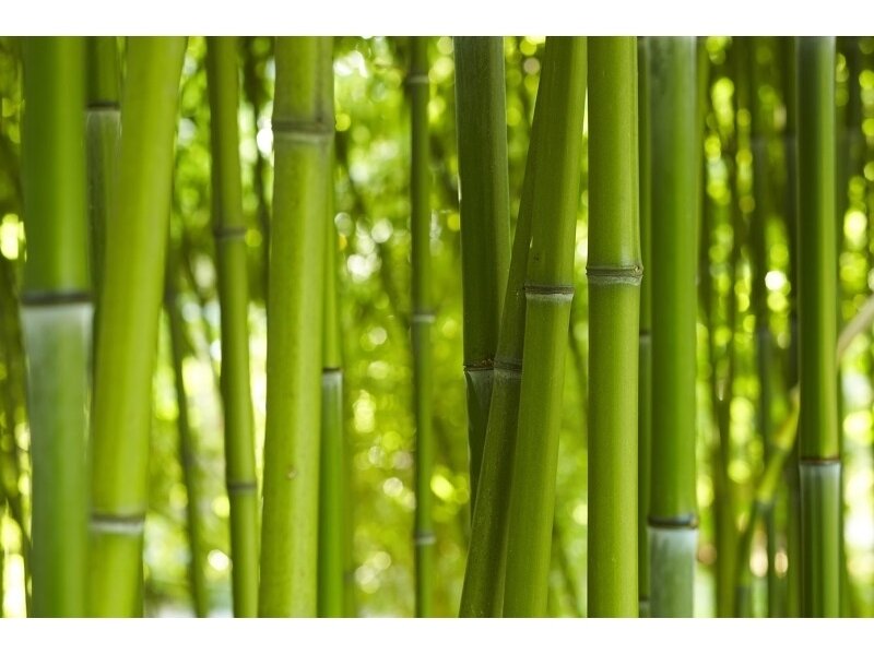 XXL2 fototapetai 470322 XXL