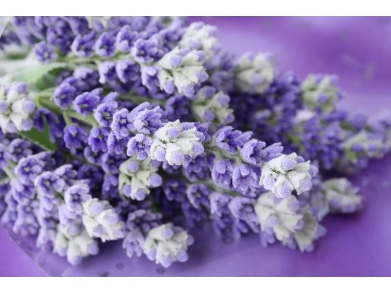 XXL2 fototapetai 470363 XL